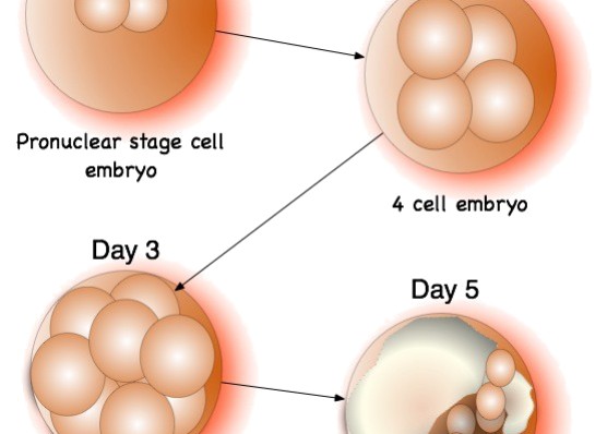 63. Een goede embryo?