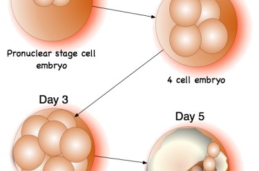 63. A good embryo?